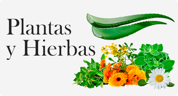 Plantas y hierbas
